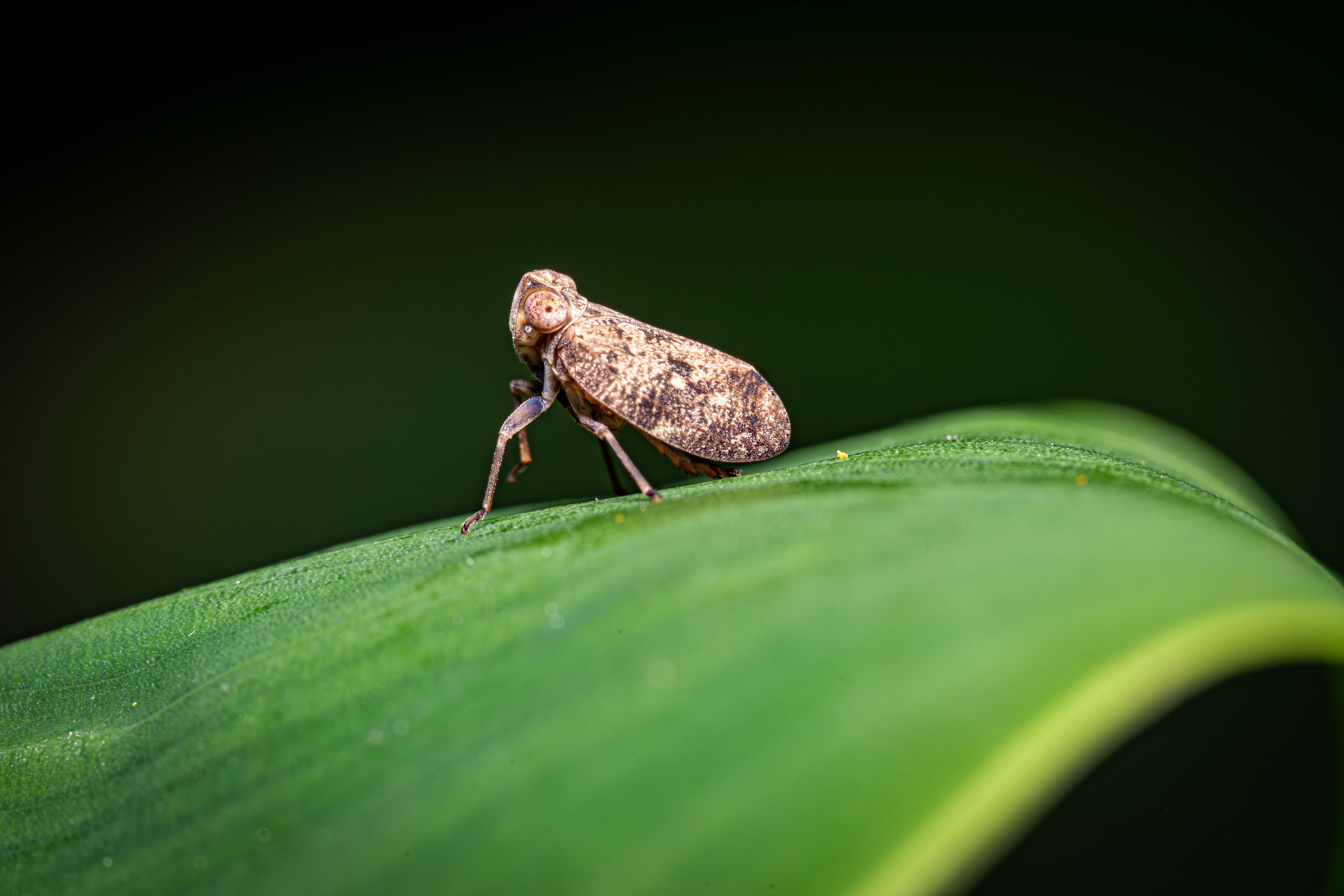 shutterstock_2317596805